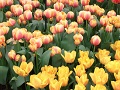 Keukenhof